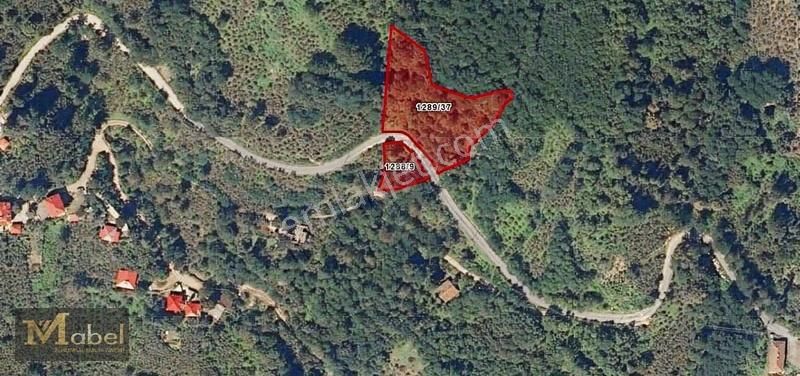 Mabel Gayrimenkul- Perşembe Bolatlı'da Satılık Fındık Bahçesi