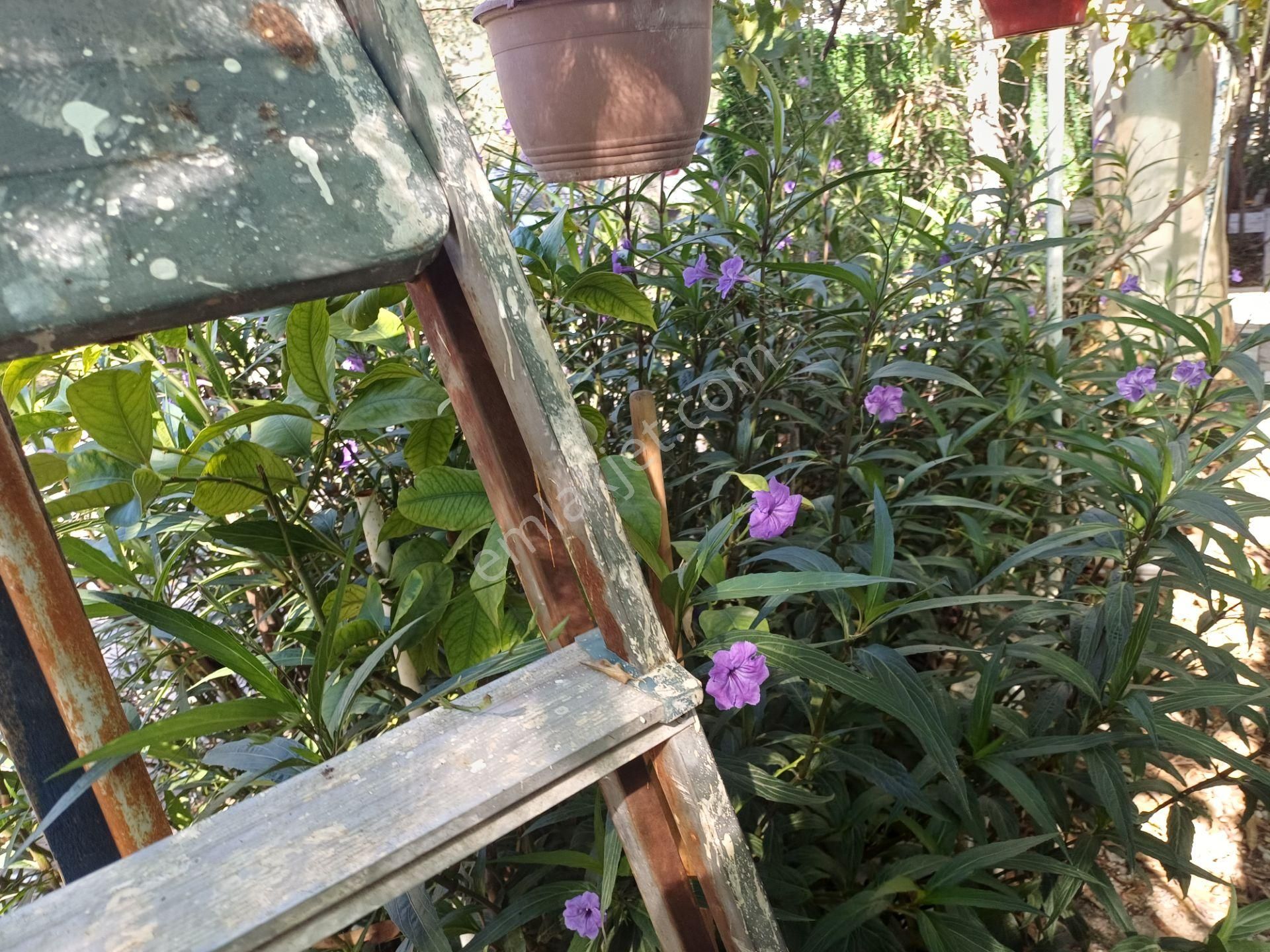 Ahmetbeyli Denize 100m Evi 2+1 Satılık, Arsası Kiralık 70m2 Menderes İzmir - Görsel 34