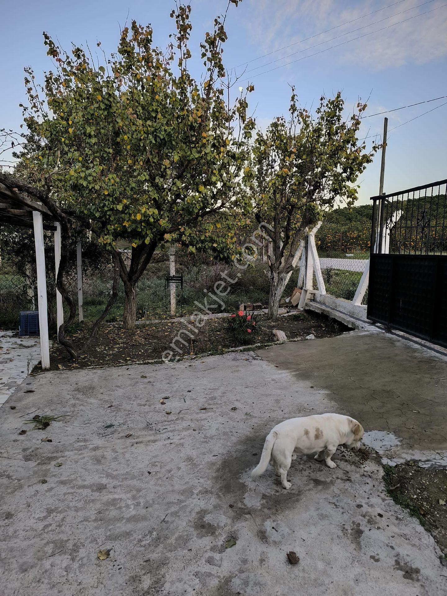 Seferihisar Merkez Yakını 1.216 M² İçinde Ev Olan - Görsel 2