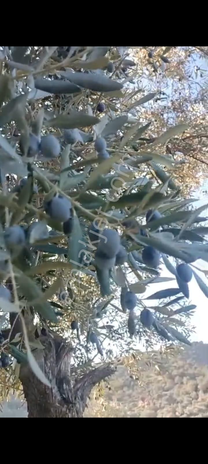 Zeytin Diyarı Tekelerde Tiny House Koymaya Uygun Yatırım Fırsatı Zeytinlik - Görsel 9