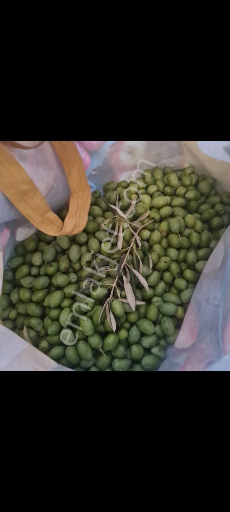 Zeytin Diyarı Tekelerde Tiny House Koymaya Uygun Yatırım Fırsatı Zeytinlik - Görsel 8