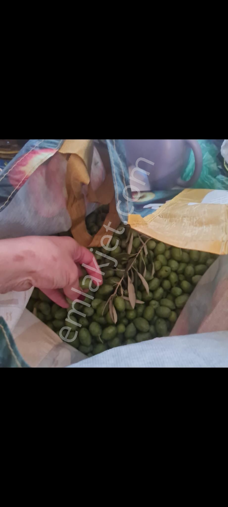 Zeytin Diyarı Tekelerde Tiny House Koymaya Uygun Yatırım Fırsatı Zeytinlik - Görsel 7