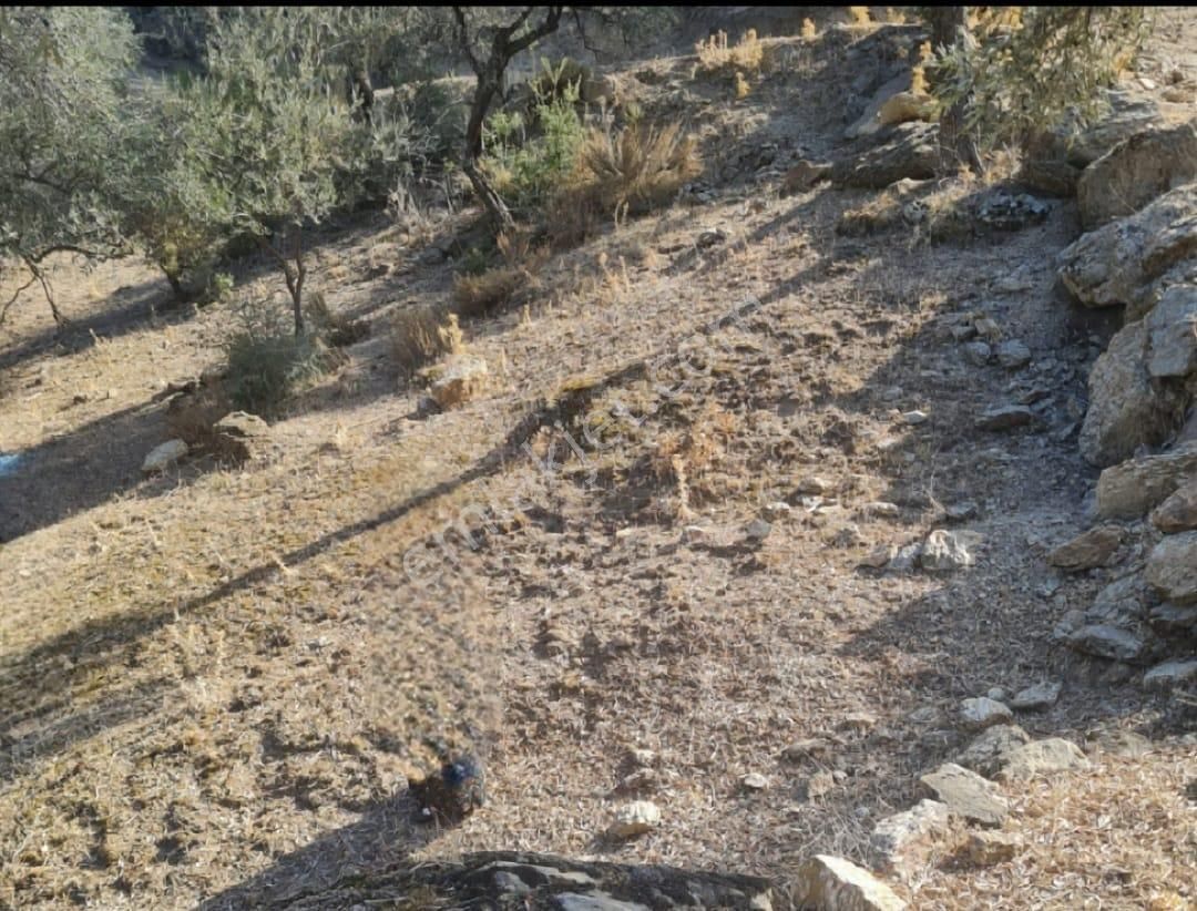 Zeytin Diyarı Tekelerde Tiny House Koymaya Uygun Yatırım Fırsatı Zeytinlik - Görsel 6