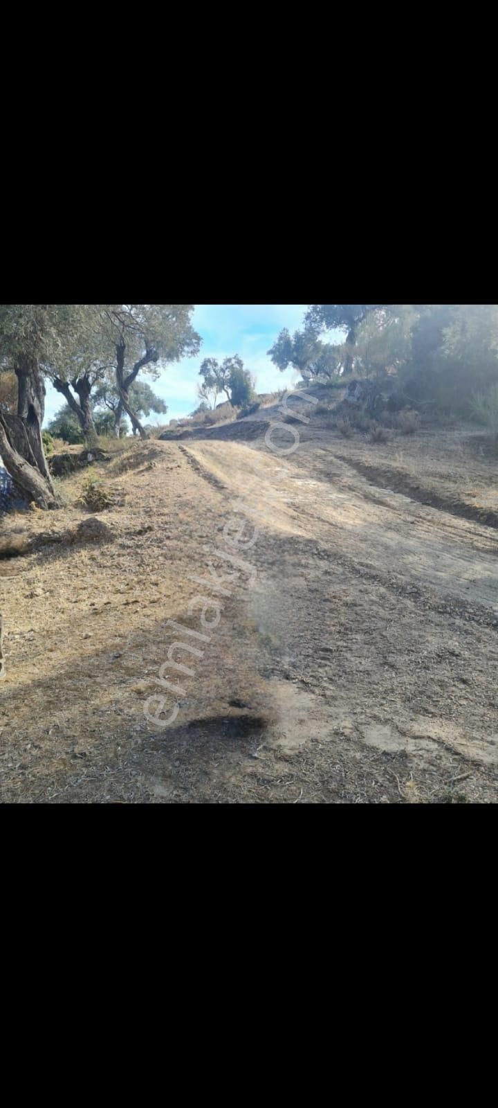 Zeytin Diyarı Tekelerde Tiny House Koymaya Uygun Yatırım Fırsatı Zeytinlik - Görsel 4