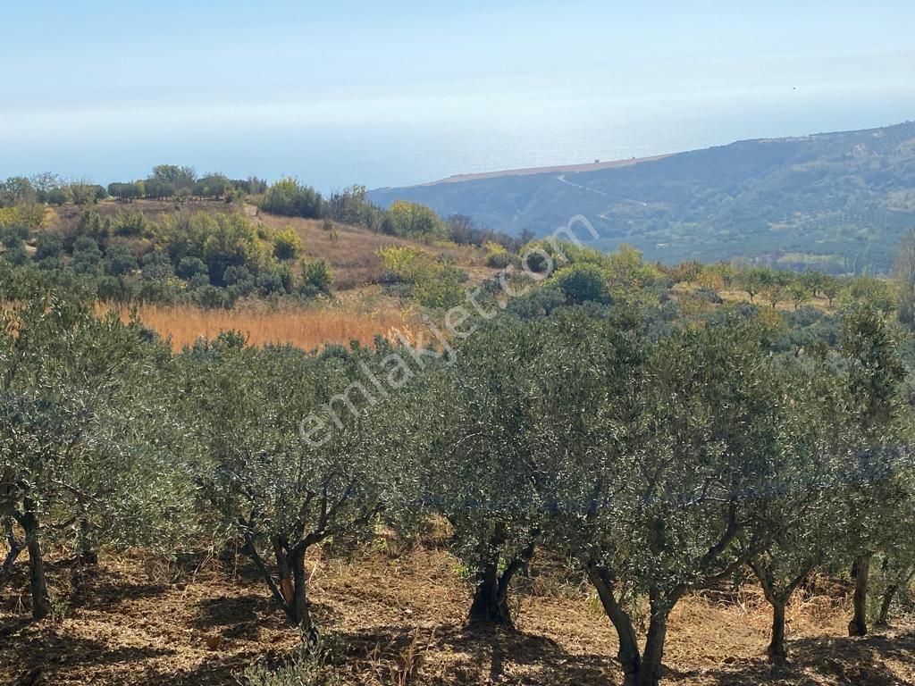 Tekirdağ Şarköy Hoşköy Mahallesi'nde Satılık Zeytinlik Deniz Manzaralı - Görsel 10