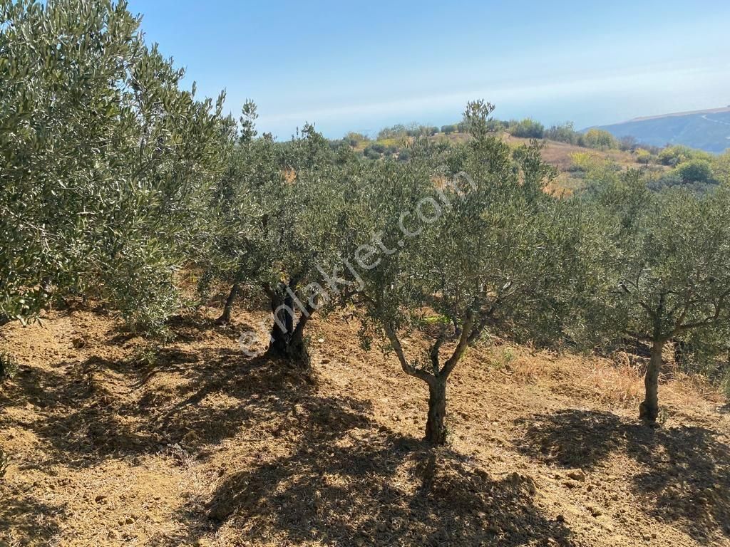 Tekirdağ Şarköy Hoşköy Mahallesi'nde Satılık Zeytinlik Deniz Manzaralı - Görsel 14