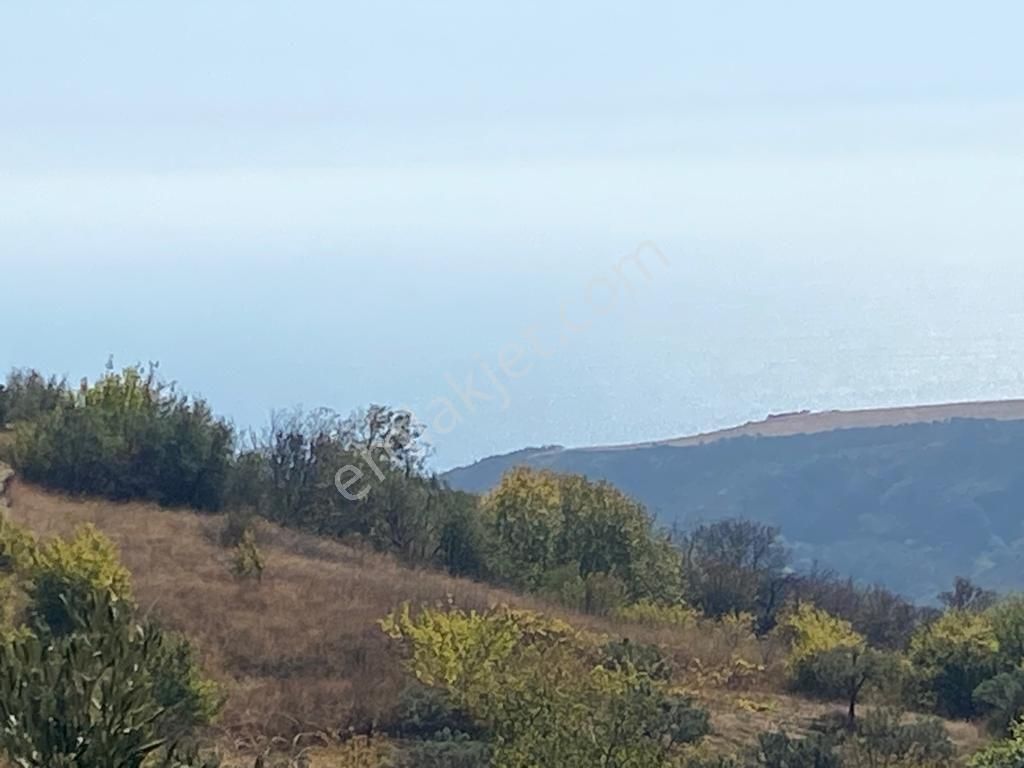 Tekirdağ Şarköy Hoşköy Mahallesi'nde Satılık Zeytinlik Deniz Manzaralı - Görsel 15