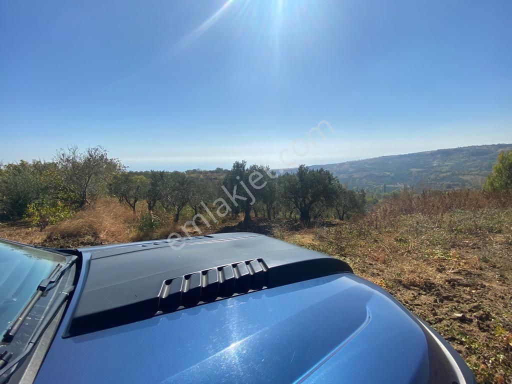 Tekirdağ Şarköy Hoşköy Mahallesi'nde Satılık Zeytinlik Deniz Manzaralı - Görsel 5