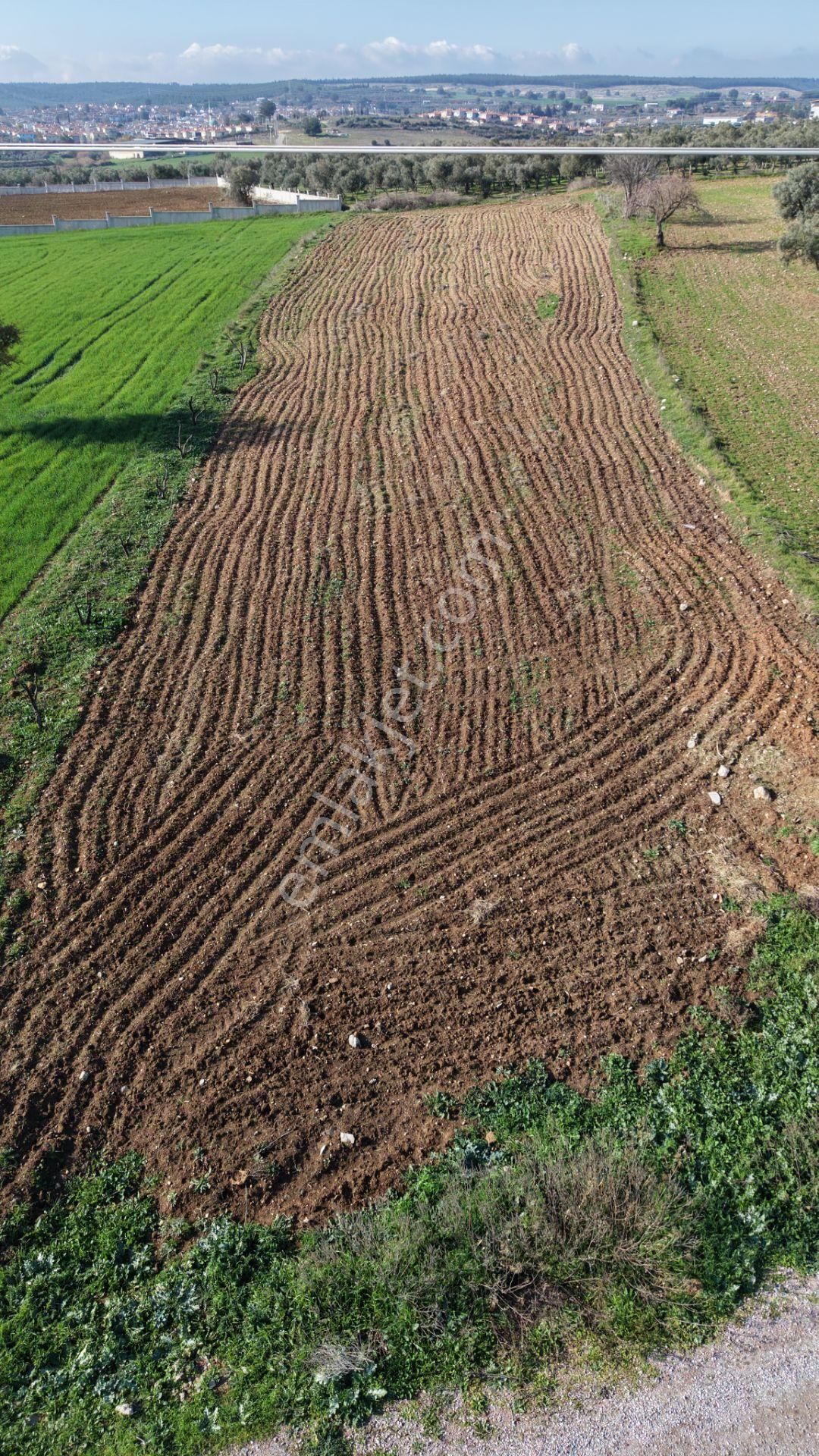 Mendereste Satılık Tektapu 2.500 M2 Pancar Sanayi İmar Dibinde Bahçe - Görsel 19