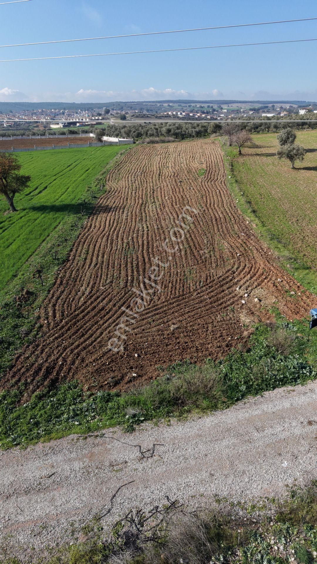 Mendereste Satılık Tektapu 2.500 M2 Pancar Sanayi İmar Dibinde Bahçe - Görsel 18