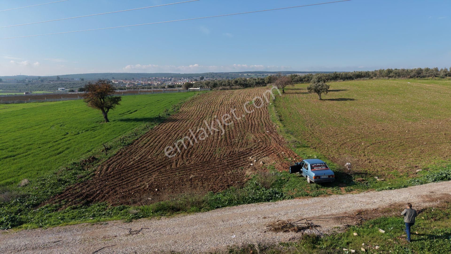 Mendereste Satılık Tektapu 2.500 M2 Pancar Sanayi İmar Dibinde Bahçe - Görsel 3