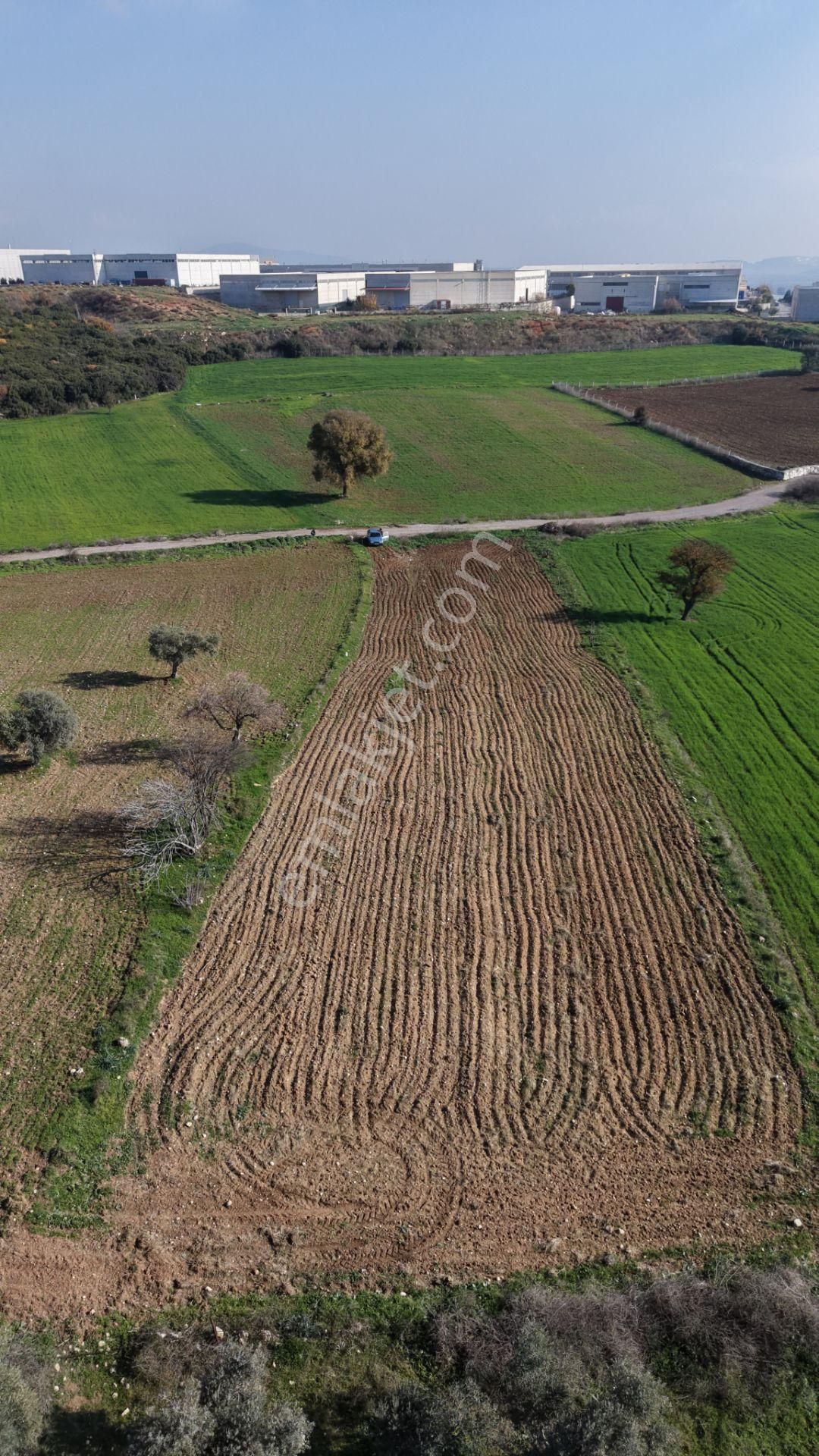 Mendereste Satılık Tektapu 2.500 M2 Pancar Sanayi İmar Dibinde Bahçe - Görsel 16