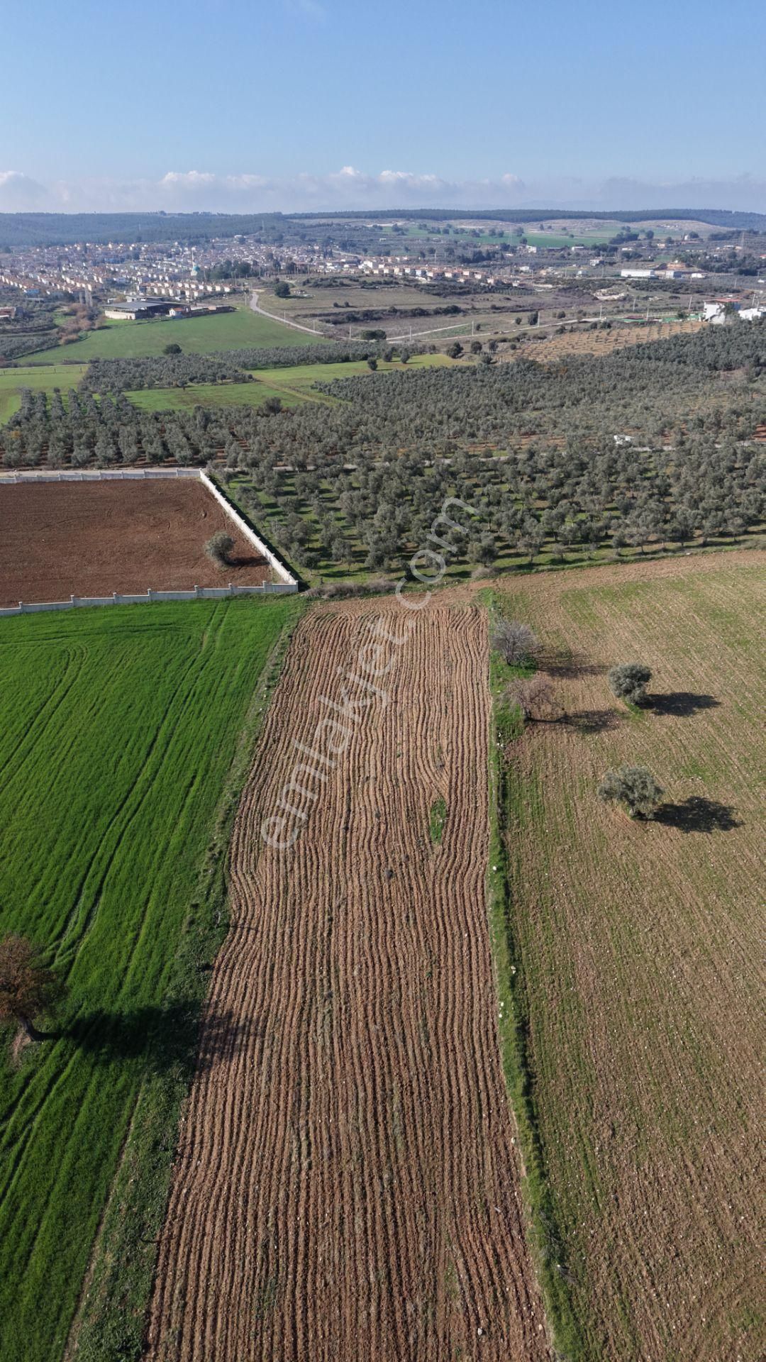 Mendereste Satılık Tektapu 2.500 M2 Pancar Sanayi İmar Dibinde Bahçe - Görsel 25