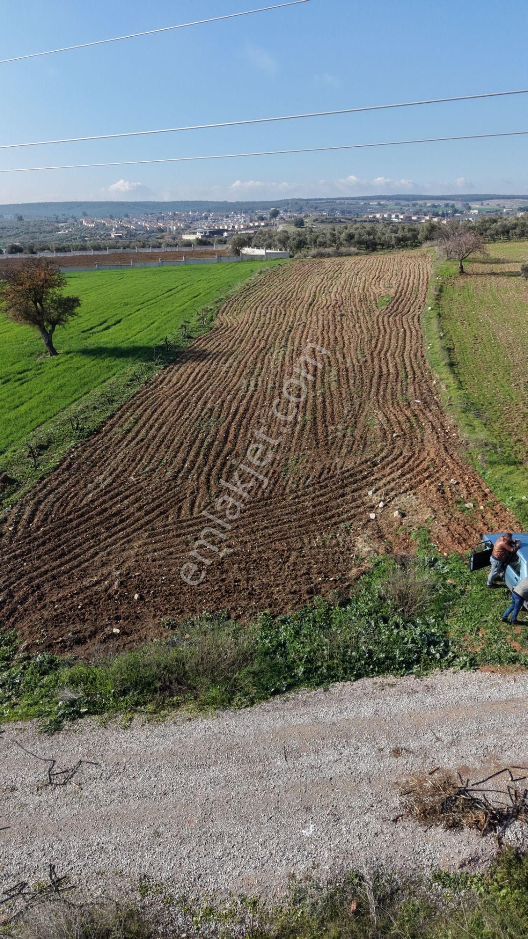 Mendereste Satılık Tektapu 2.500 M2 Pancar Sanayi İmar Dibinde Bahçe - Görsel 21