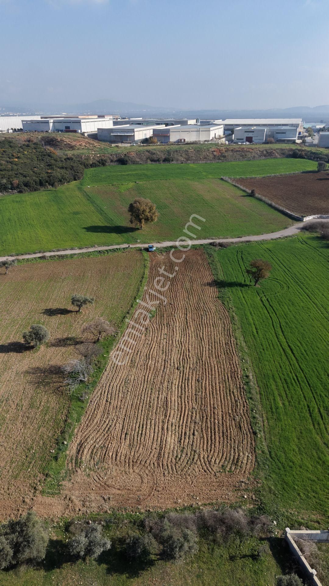Mendereste Satılık Tektapu 2.500 M2 Pancar Sanayi İmar Dibinde Bahçe - Görsel 15