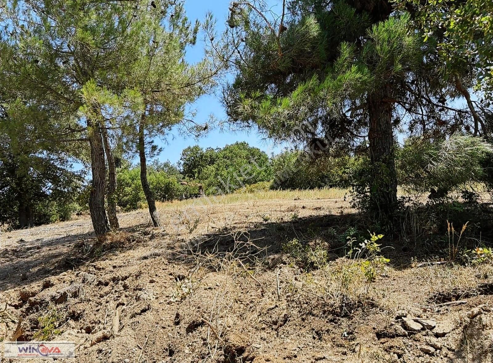 Winova| Küçük Yenice'de Hobi Bahçesine Uygun Fırsat Tarla ! - Görsel 13