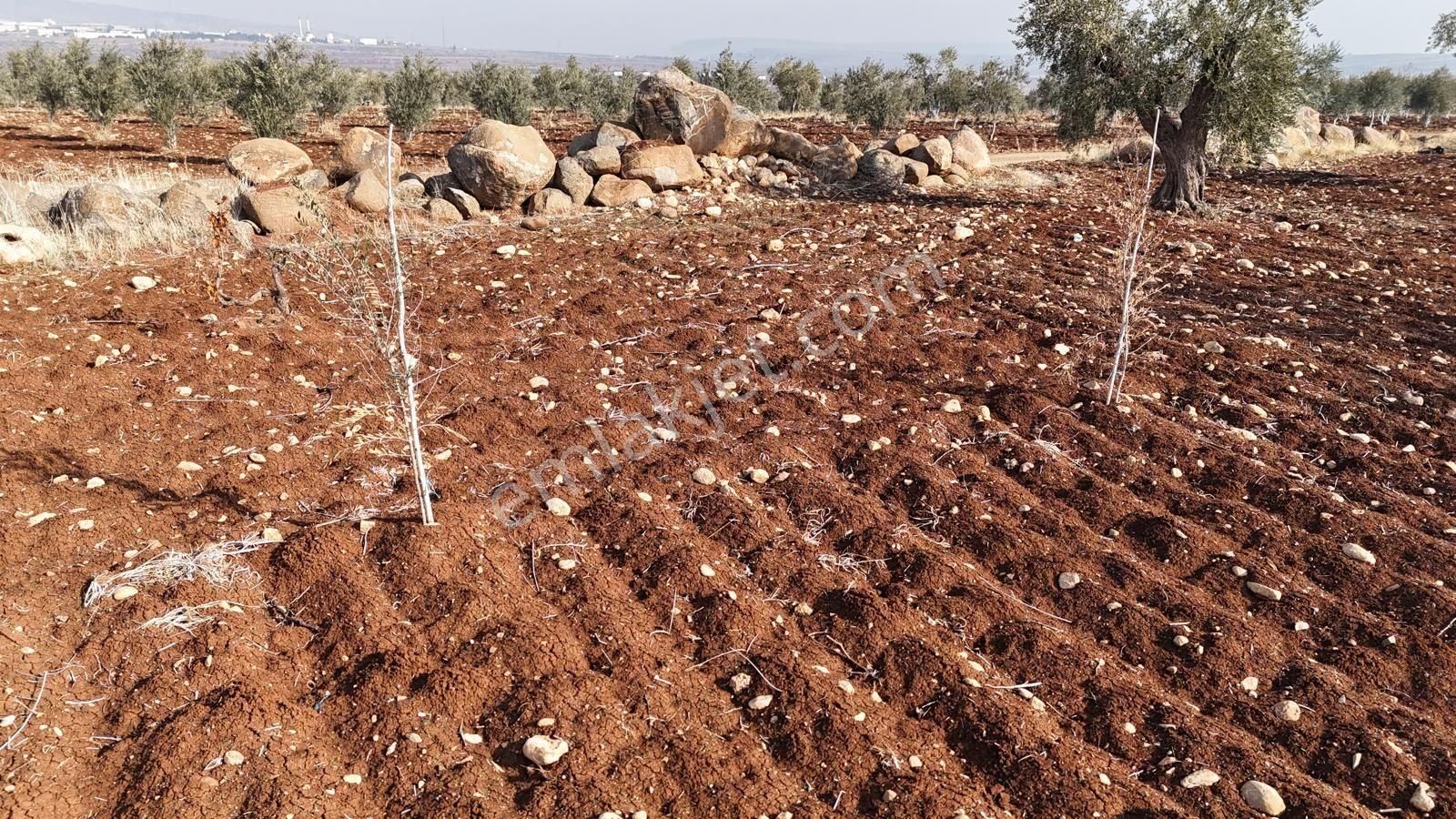 Uyaran 79 Gayrimenkul'den Oylum'da Satılık Zeytinlik - Görsel 22