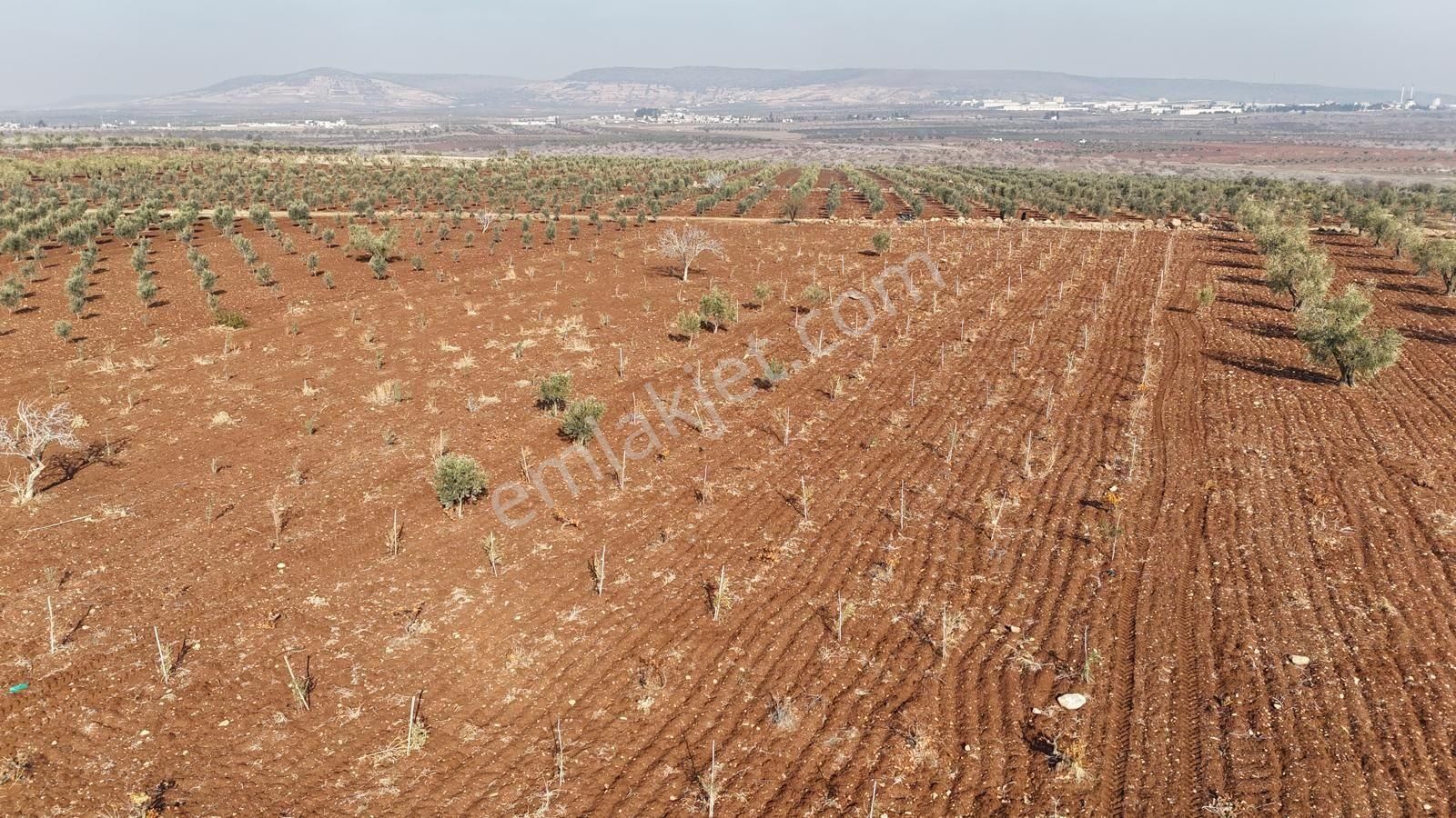 Uyaran 79 Gayrimenkul'den Oylum'da Satılık Zeytinlik - Görsel 3
