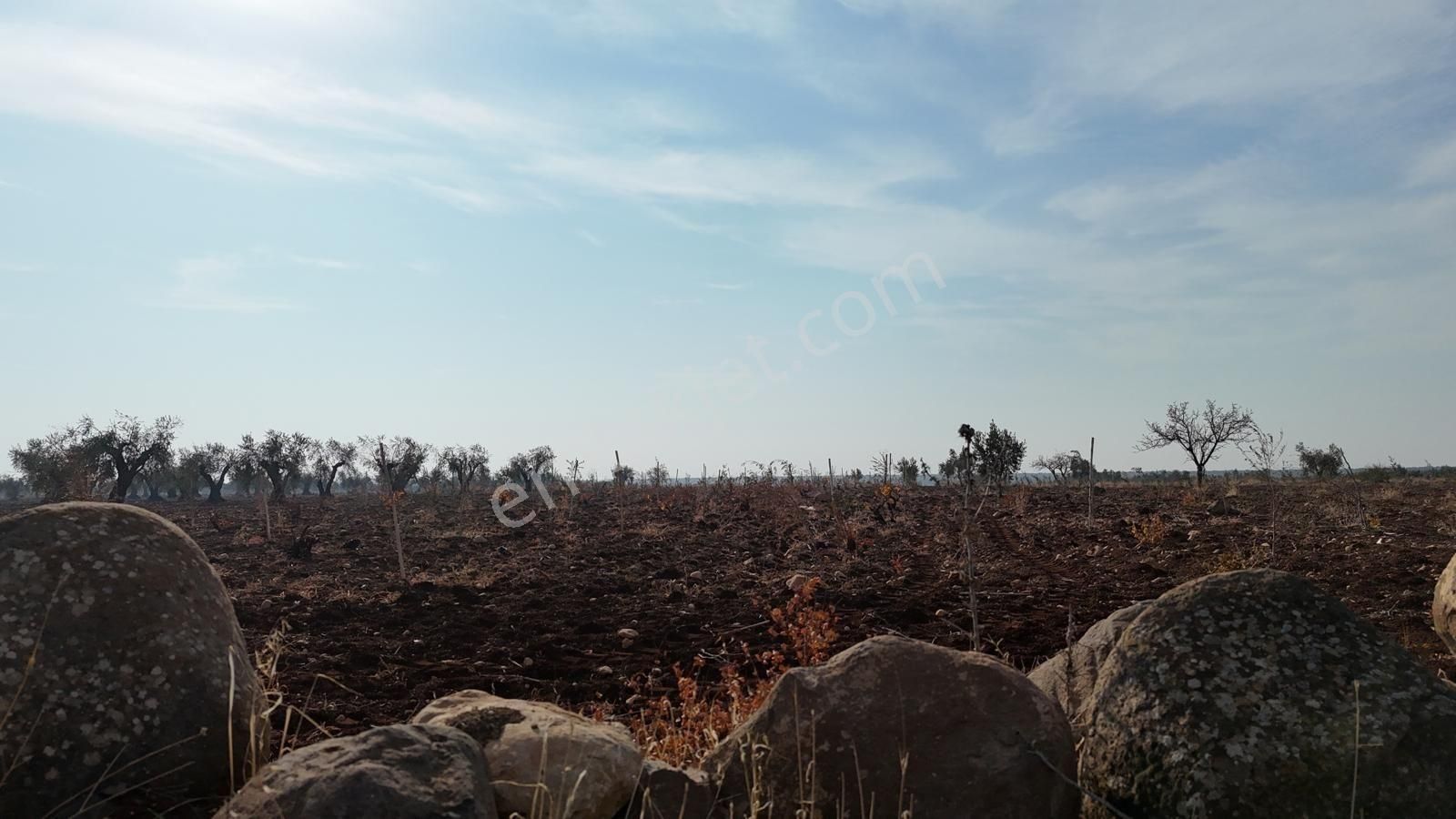 Uyaran 79 Gayrimenkul'den Oylum'da Satılık Zeytinlik - Görsel 24