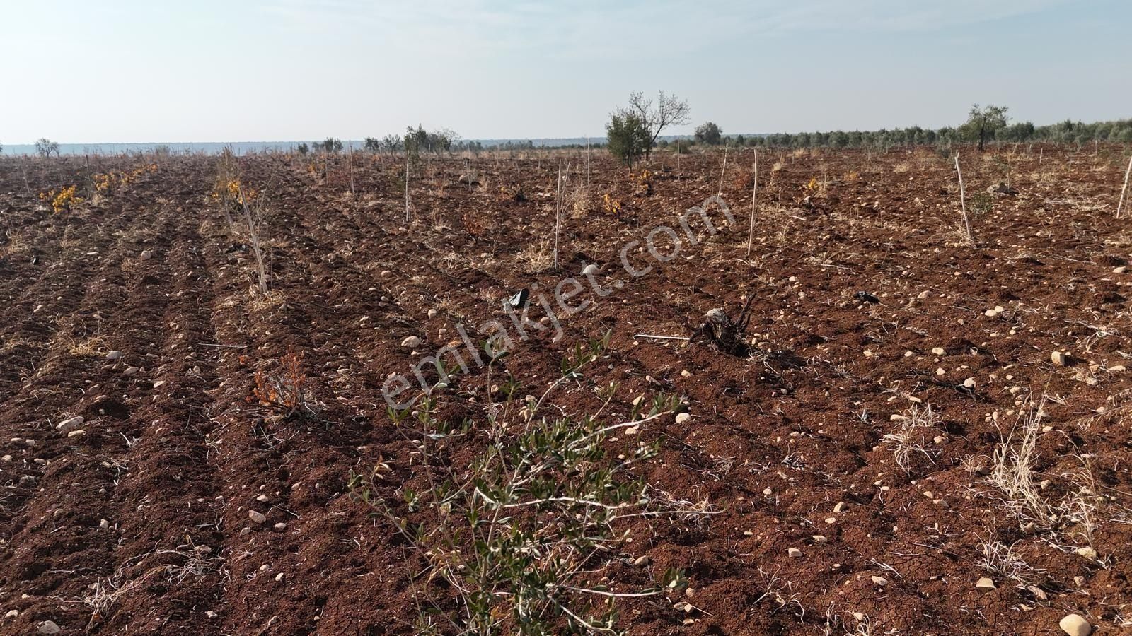 Uyaran 79 Gayrimenkul'den Oylum'da Satılık Zeytinlik - Görsel 23