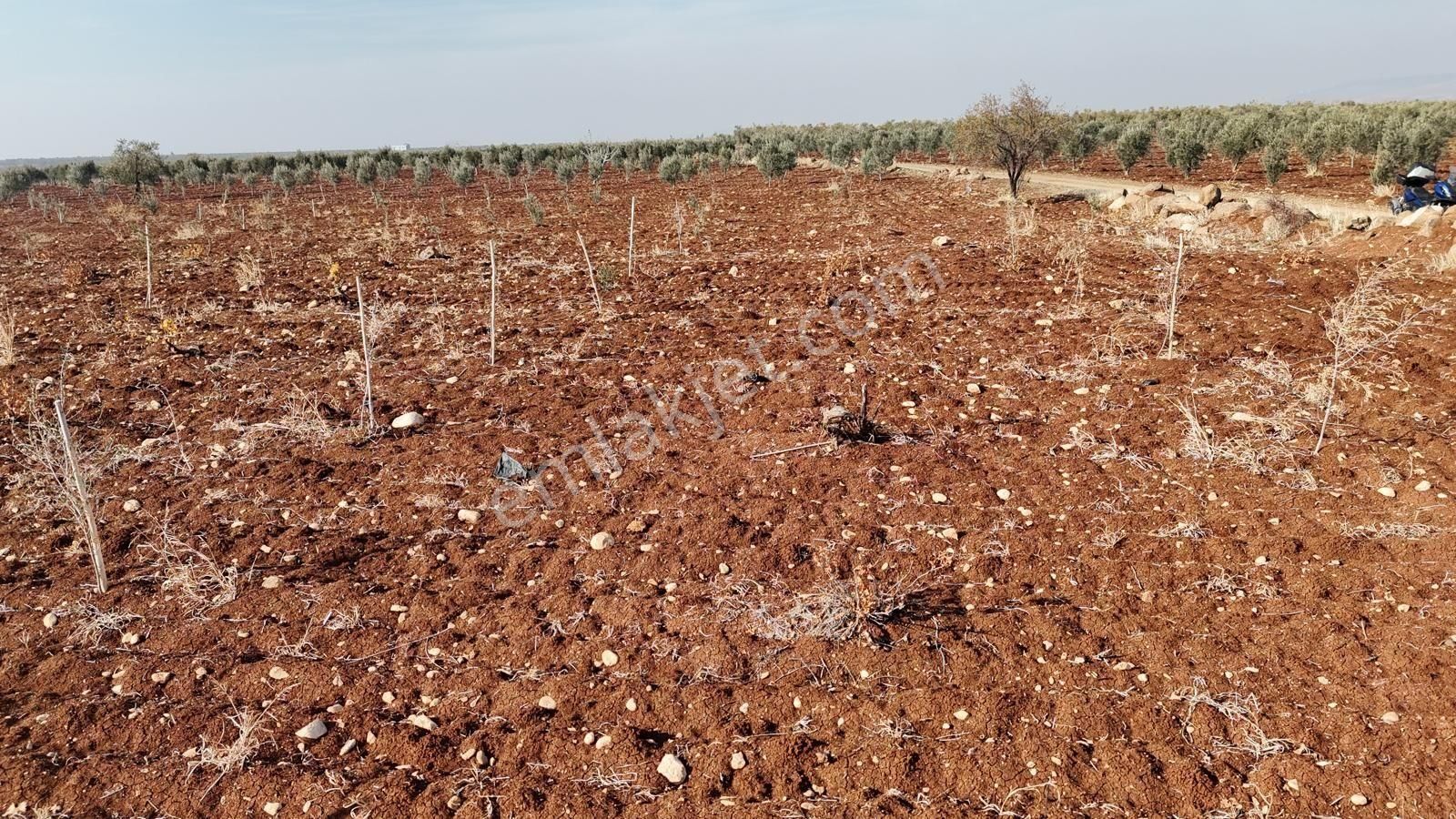 Uyaran 79 Gayrimenkul'den Oylum'da Satılık Zeytinlik - Görsel 19