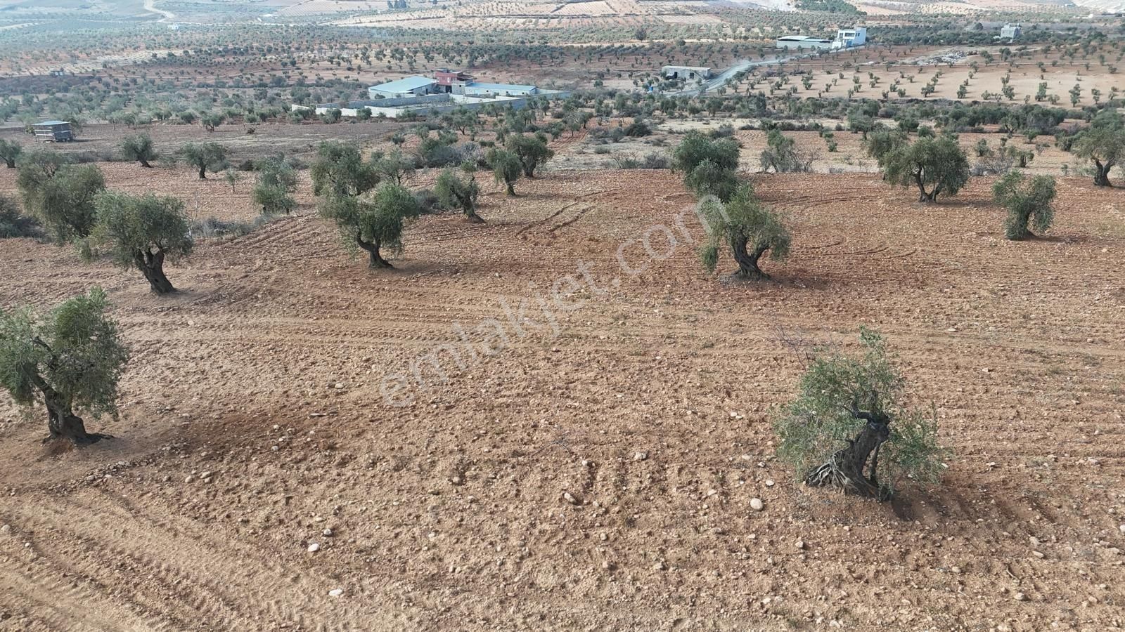 Uyaran 79'dan Şıh Mehmet'te 6.389 M² Tonluk Kilis Zeytini - Görsel 8