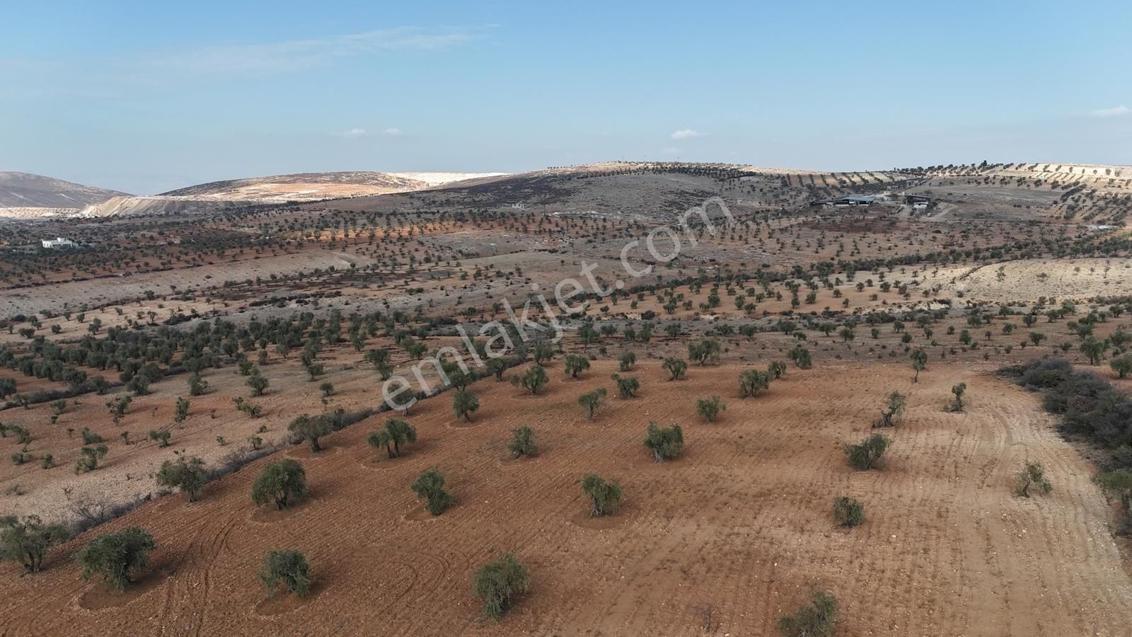 Uyaran 79'dan Şıh Mehmet'te 6.389 M² Tonluk Kilis Zeytini - Görsel 22