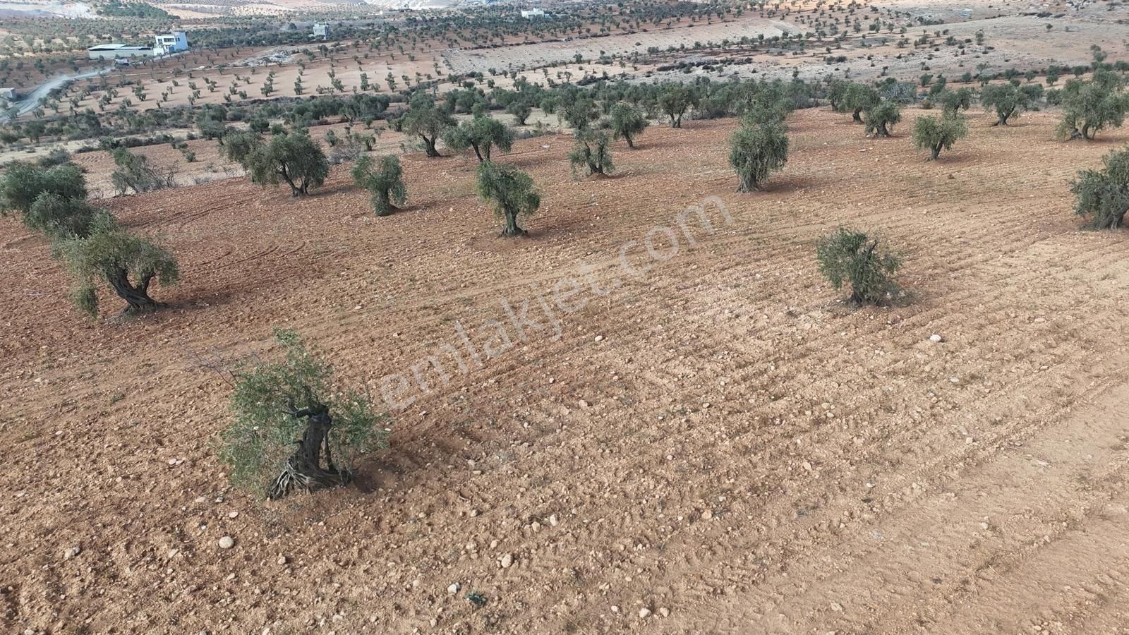 Uyaran 79'dan Şıh Mehmet'te 6.389 M² Tonluk Kilis Zeytini - Görsel 2
