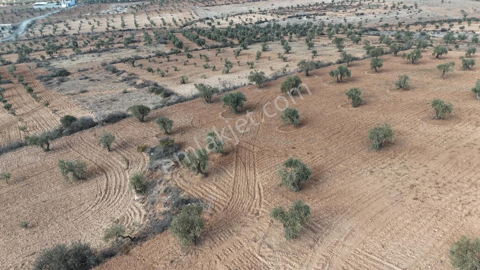 Uyaran 79'dan Şıh Mehmet'te 6.389 M² Tonluk Kilis Zeytini - Görsel 10