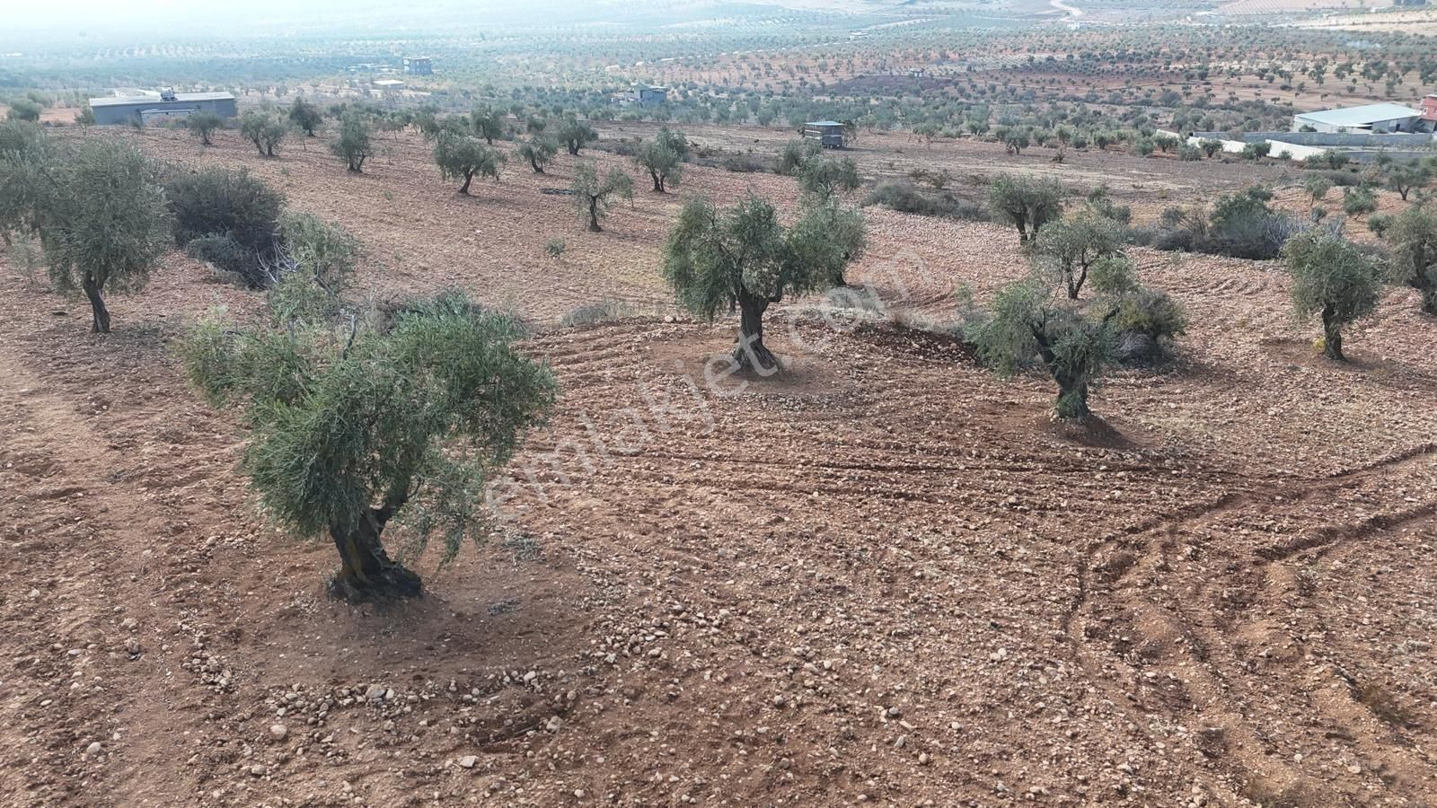 Uyaran 79'dan Şıh Mehmet'te 6.389 M² Tonluk Kilis Zeytini - Görsel 20