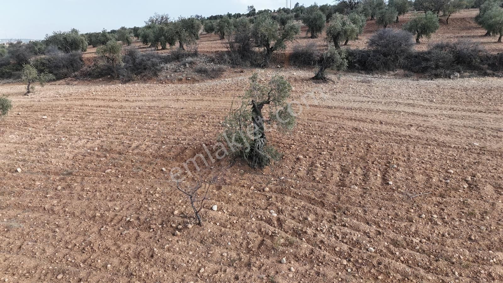 Uyaran 79'dan Şıh Mehmet'te 6.389 M² Tonluk Kilis Zeytini - Görsel 14