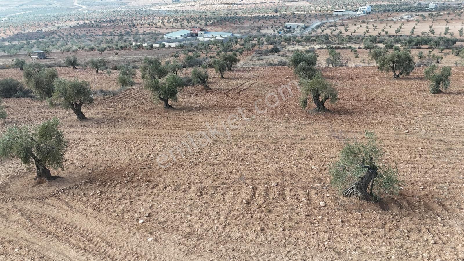 Uyaran 79'dan Şıh Mehmet'te 6.389 M² Tonluk Kilis Zeytini - Görsel 16