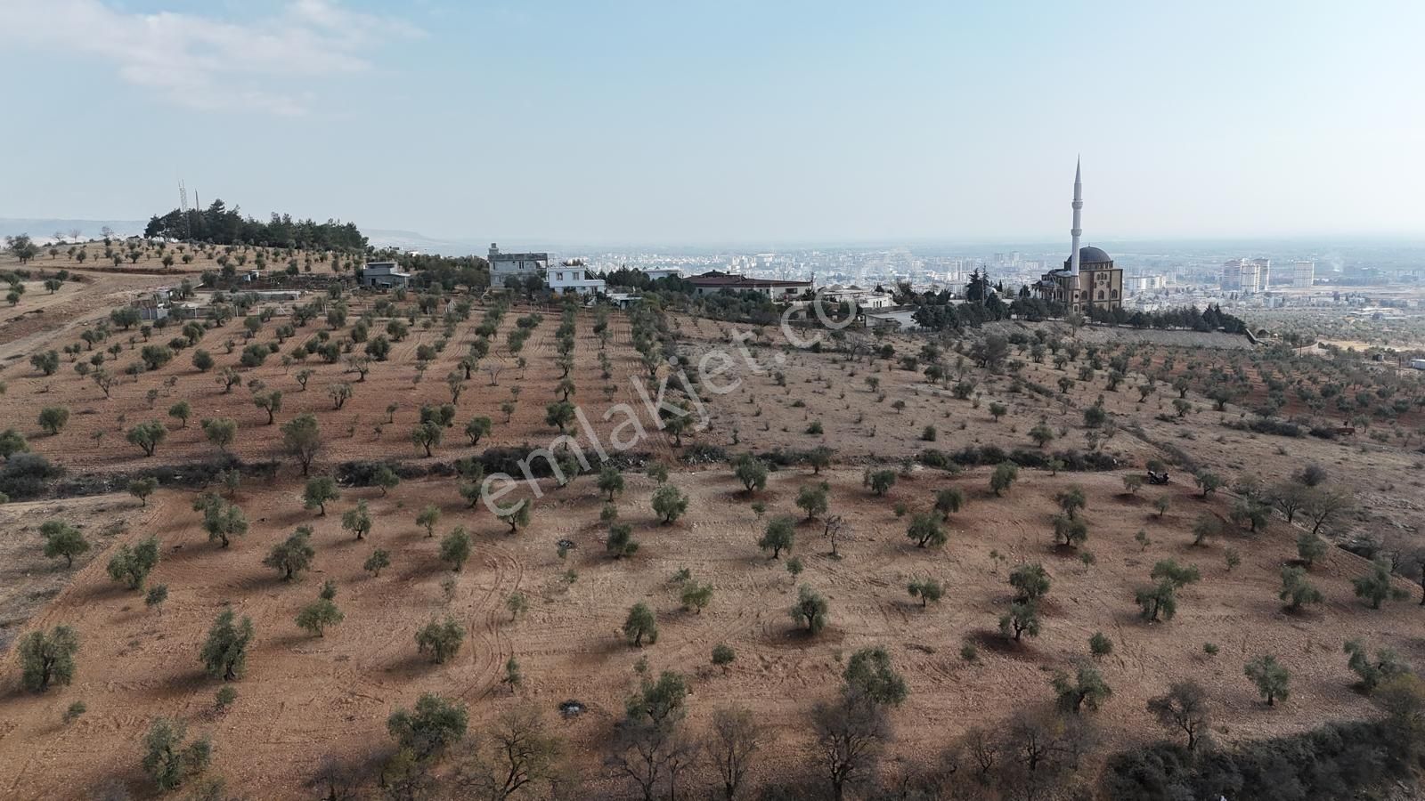 Uyaran 79'dan Şıh Mehmet'te 6.389 M² Tonluk Kilis Zeytini - Görsel 12