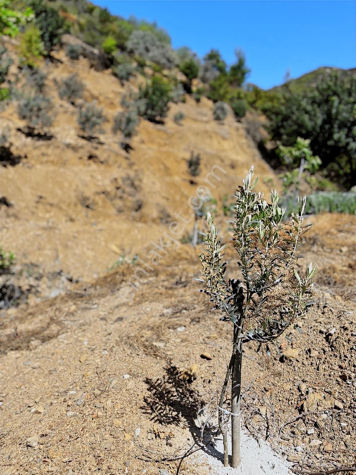 Doğanca Köyünde Takaslı 2990m² Yatırıma Uygun Tarla - Görsel 8