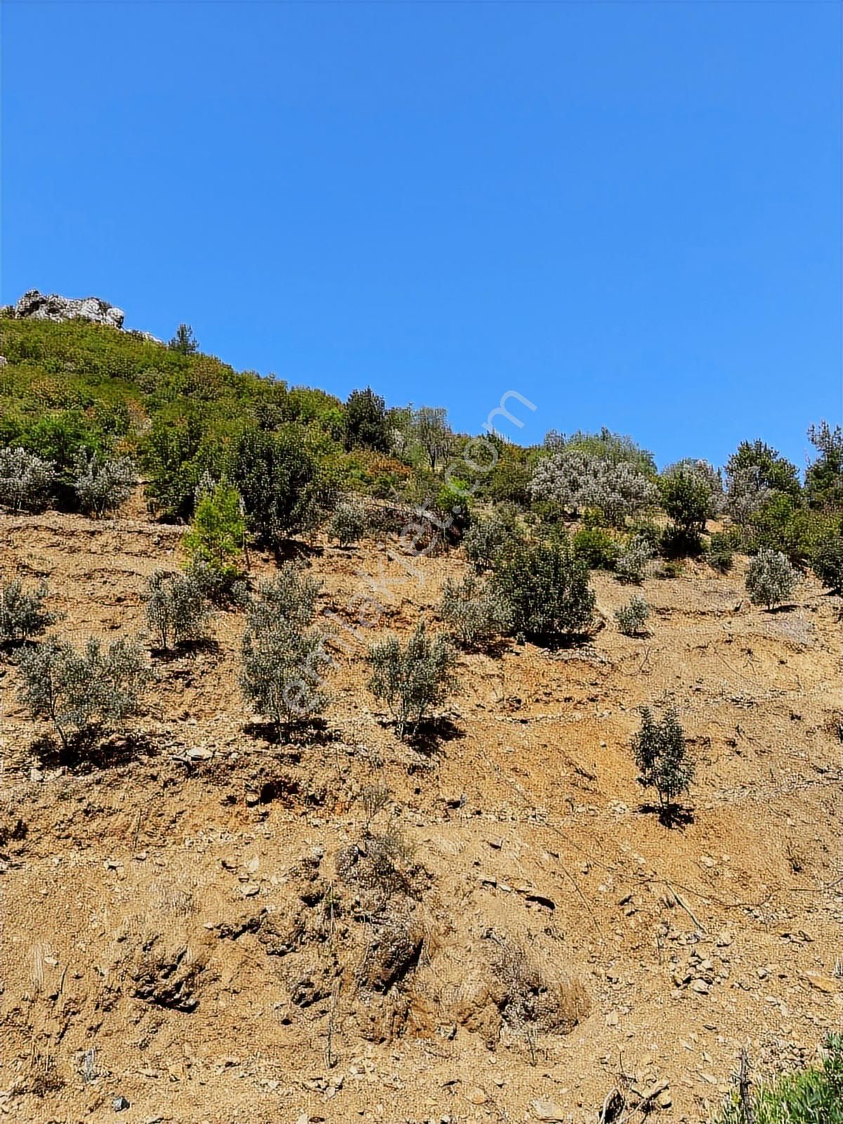 Doğanca Köyünde Takaslı 2990m² Yatırıma Uygun Tarla - Görsel 18