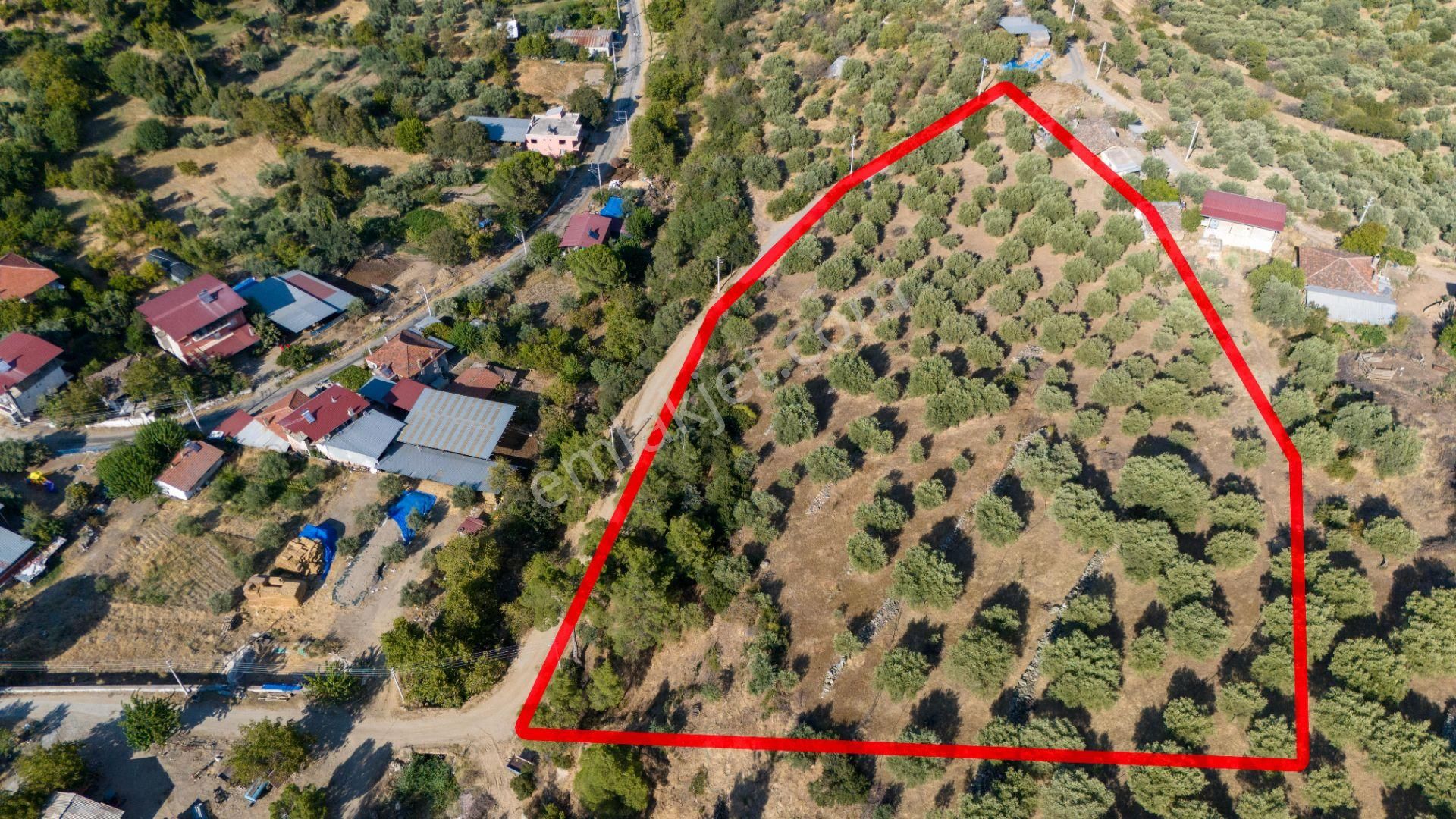 Karacasu Bahçeköy Mah De Merkezde Satılık Zeytinlik - Görsel 14