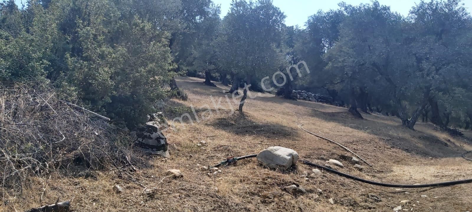 Karacasu Bahçeköy Mah De Merkezde Satılık Zeytinlik - Görsel 18