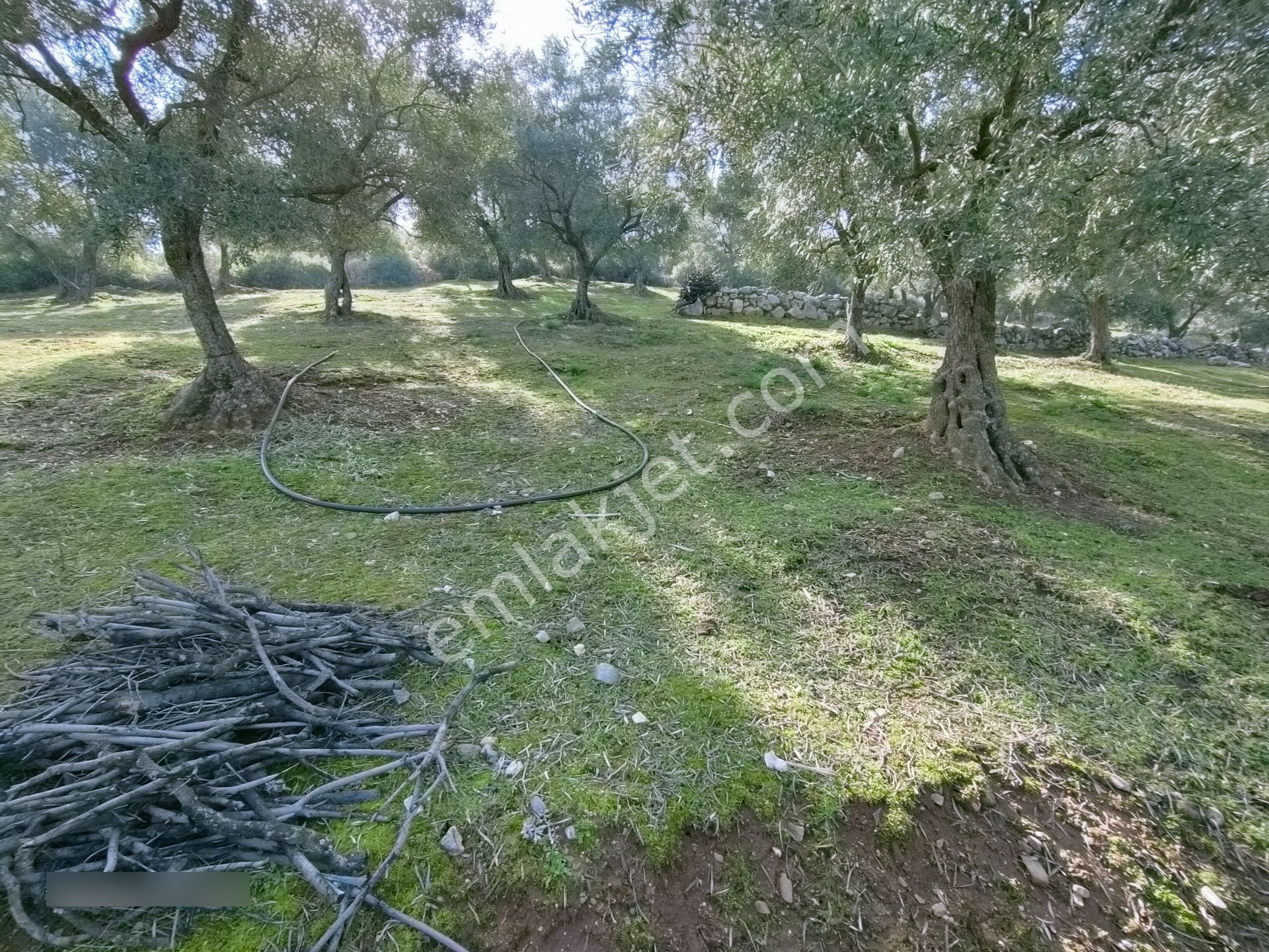 Karacasu Bahçeköy Mah De Merkezde Satılık Zeytinlik - Görsel 27