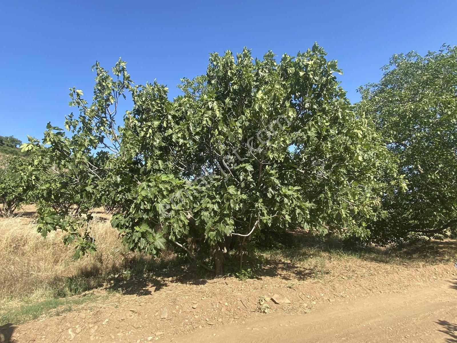 Akar Emlaktan Satılık Bağ Evi Ve İncir Bahçesi Fiyat Düştü!!!! - Görsel 32