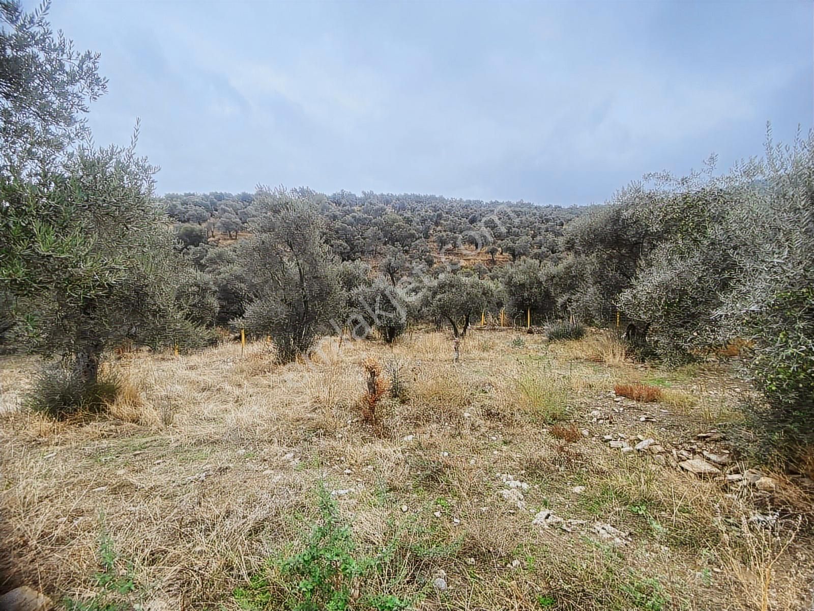 Akar Emlaktan Satılık Muhteşem Konumda Hobi Bahçesi - Görsel 25