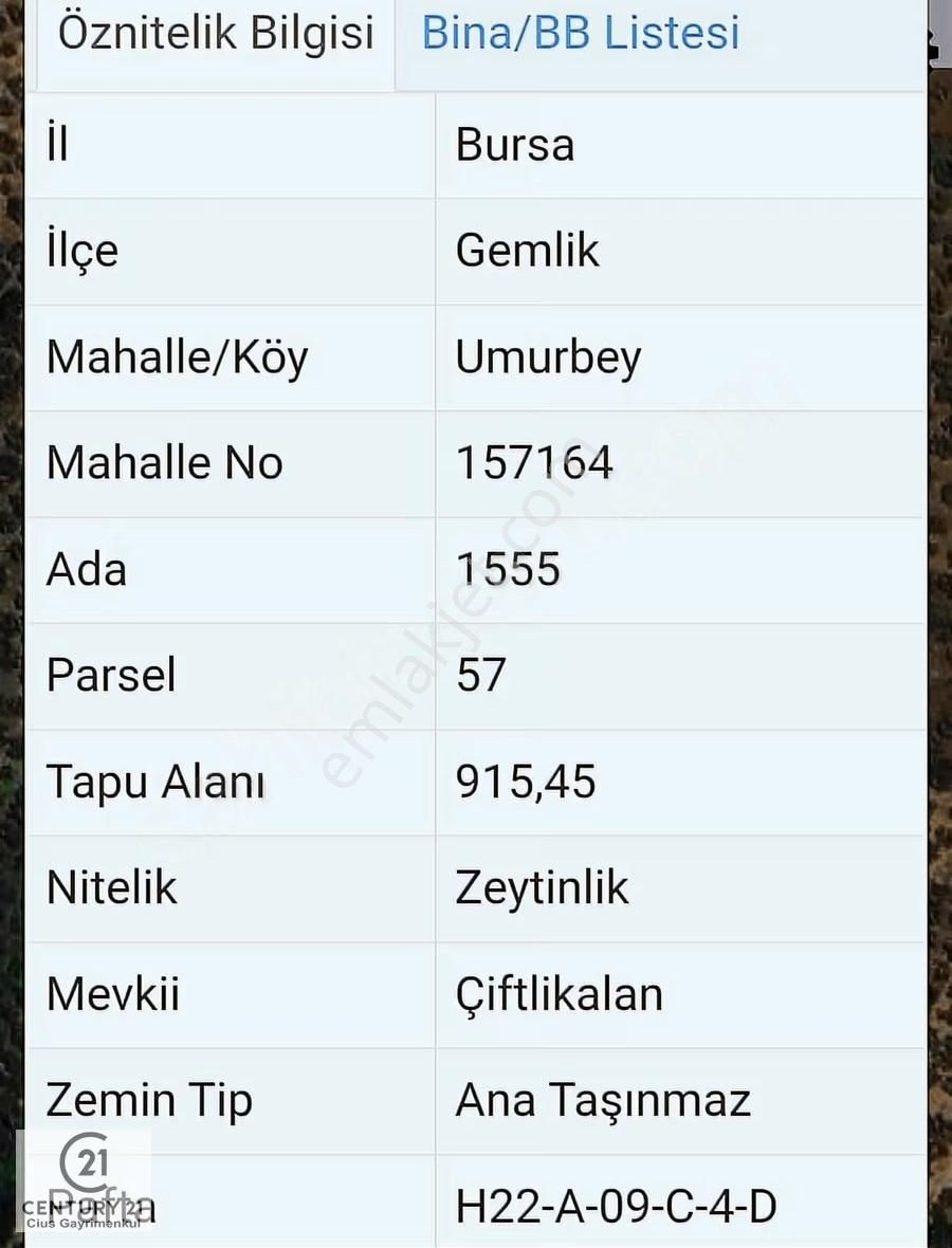 C21 Cius; Umurbey'de İmara Yakın Düz Zeytinlik - Görsel 9