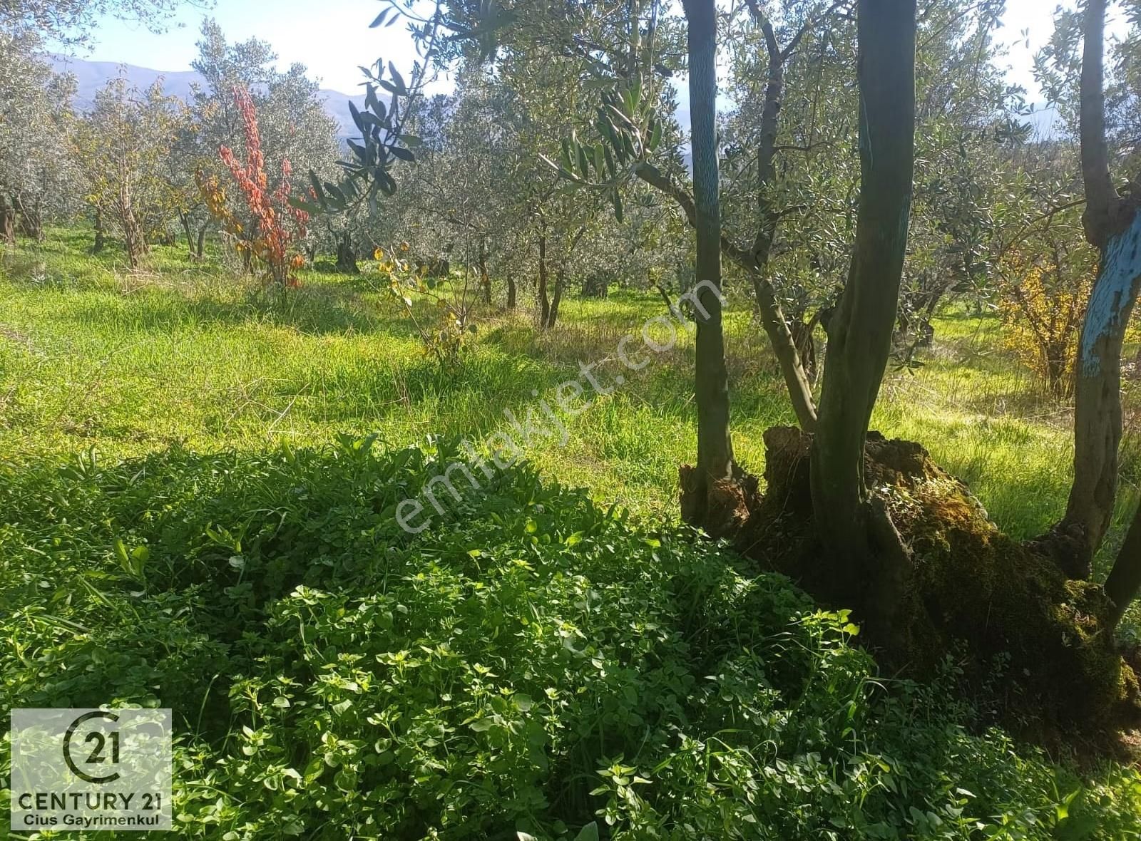 C21 Cius; Umurbey'de İmara Yakın Düz Zeytinlik