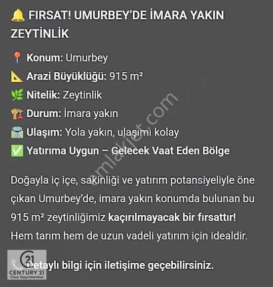 C21 Cius; Umurbey'de İmara Yakın Düz Zeytinlik - Görsel 6