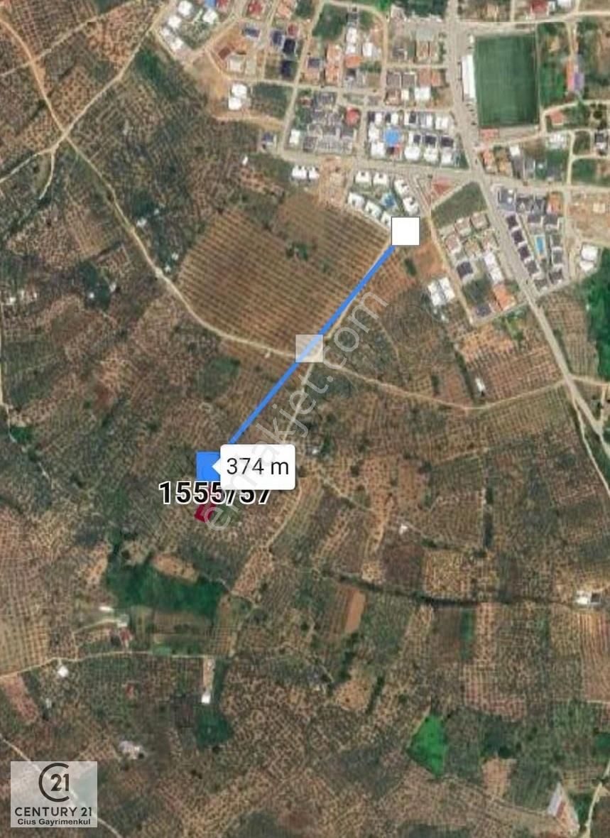 C21 Cius; Umurbey'de İmara Yakın Düz Zeytinlik - Görsel 3