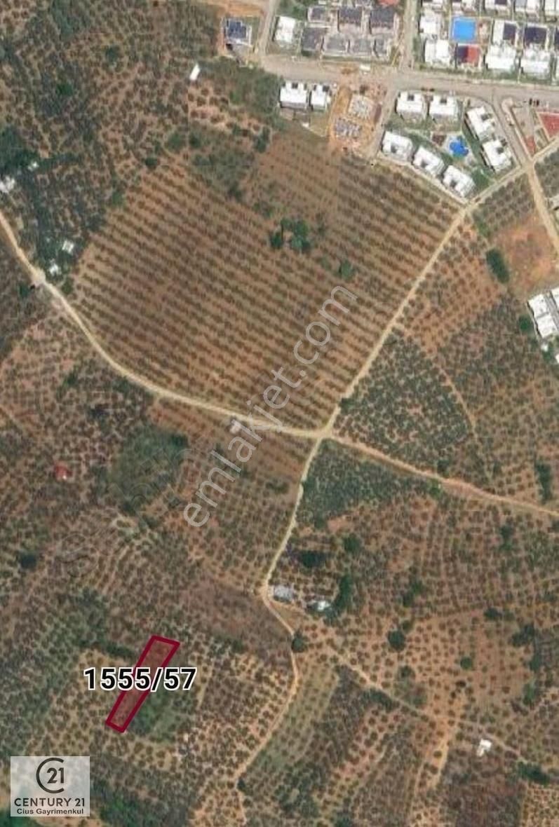 C21 Cius; Umurbey'de İmara Yakın Düz Zeytinlik - Görsel 10