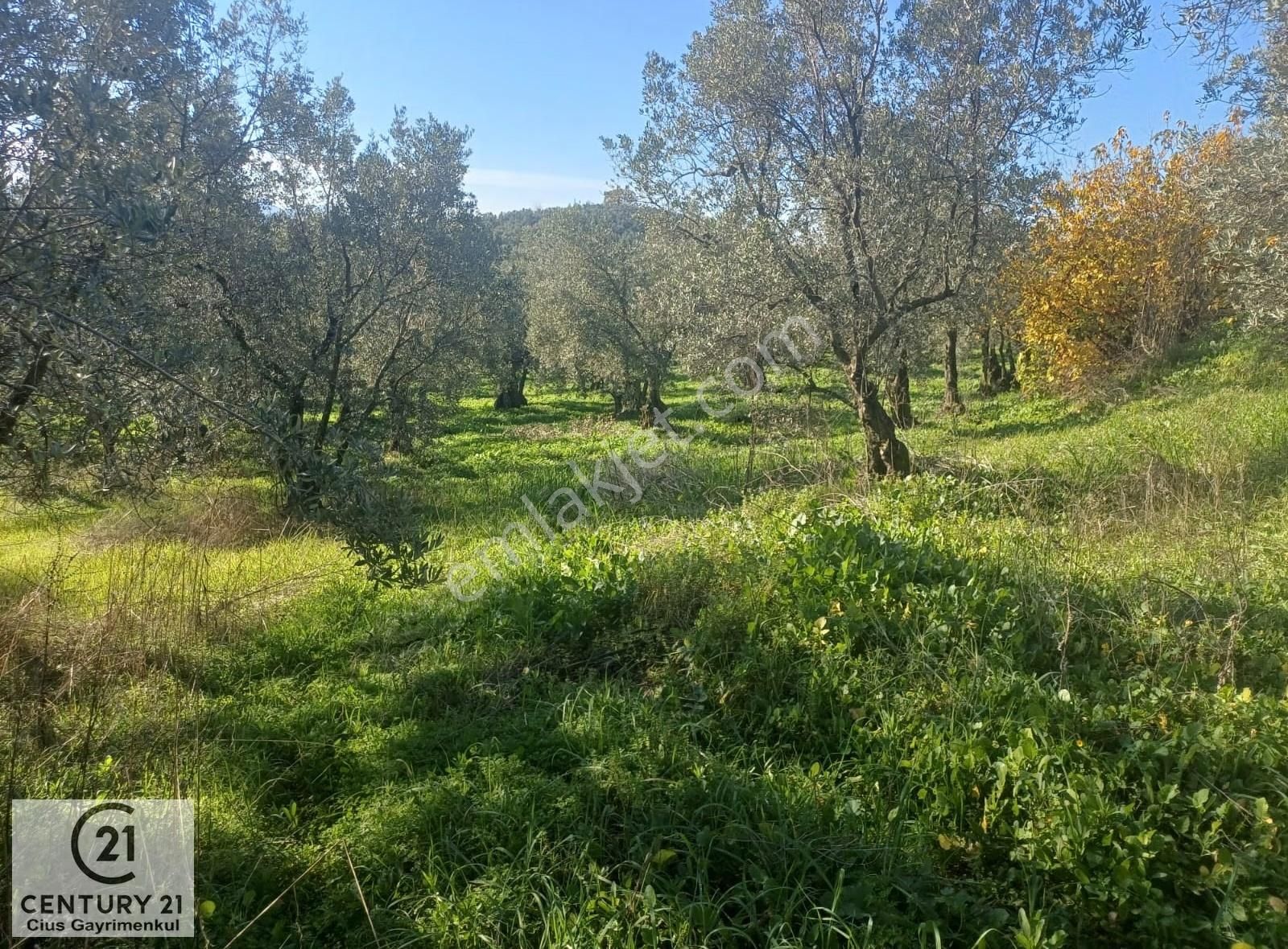 C21 Cius; Umurbey'de İmara Yakın Düz Zeytinlik - Görsel 8