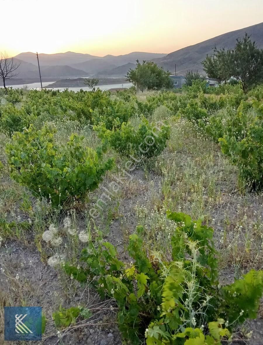 Kocasinan Kuşcuda Satılık Tek Tapu Bağ