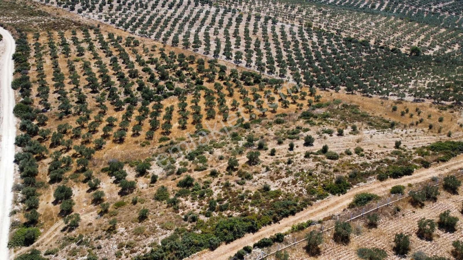 Uygun Fiyata 23 Dönüm Tarla Köşe Başı - Görsel 9