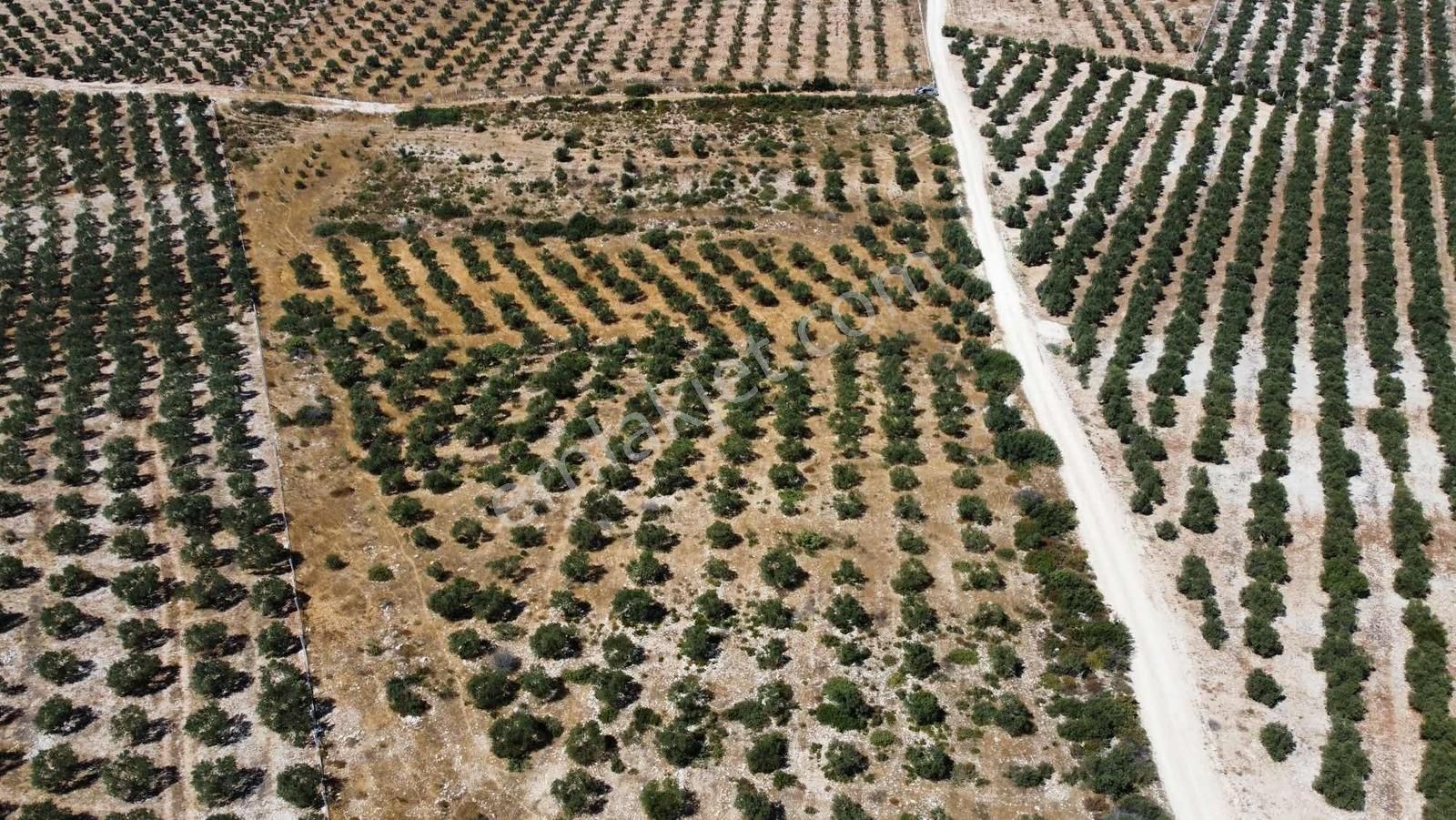 Uygun Fiyata 23 Dönüm Tarla Köşe Başı - Görsel 3