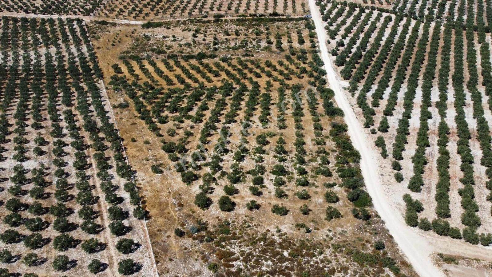 Uygun Fiyata 23 Dönüm Tarla Köşe Başı - Görsel 6